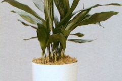 Sedgefield-Interior-Landscapes_Plant-Low-Light-3