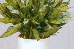 Sedgefield-Interior-Landscapes_Plant-Low-Light-4