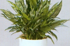 Sedgefield-Interior-Landscapes_Plant-Low-Light-5