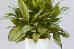 Sedgefield-Interior-Landscapes_Plant-Low-Light-6