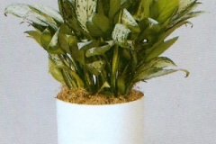 Sedgefield-Interior-Landscapes_Plant-Low-Light-7