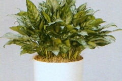 Sedgefield-Interior-Landscapes_Plant-Low-Light-8