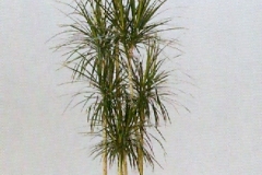 Sedgefield-Interior-Landscapes_Plant-Low-Light-9