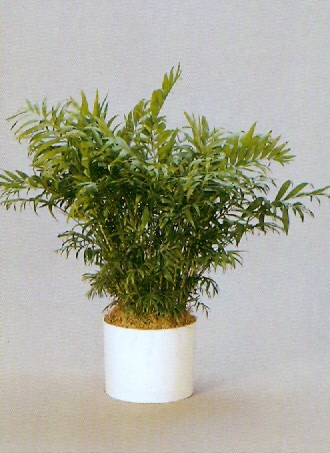 Sedgefield-Interior-Landscapes_Plant-Med-Light-1