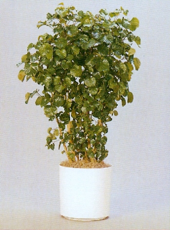 Sedgefield-Interior-Landscapes_Plant-Med-Light-10