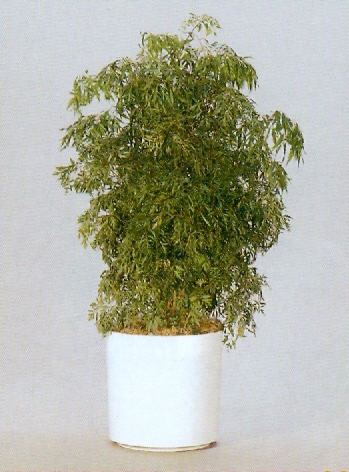 Sedgefield-Interior-Landscapes_Plant-Med-Light-11