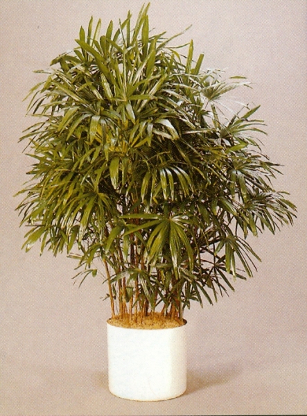Sedgefield-Interior-Landscapes_Plant-Med-Light-12