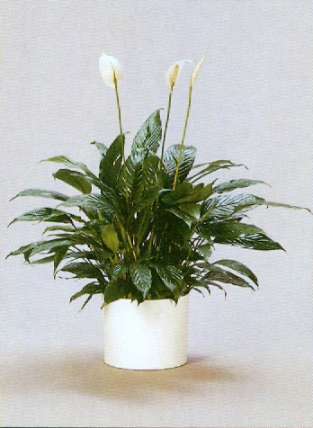 Sedgefield-Interior-Landscapes_Plant-Med-Light-13