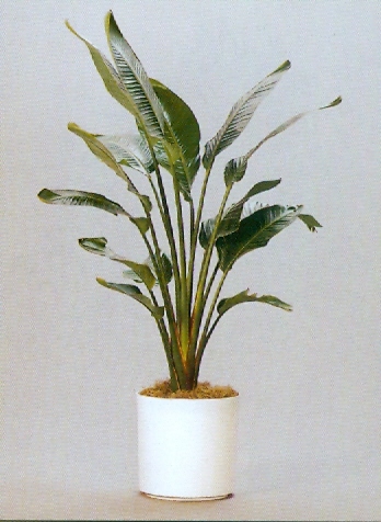 Sedgefield-Interior-Landscapes_Plant-Med-Light-14