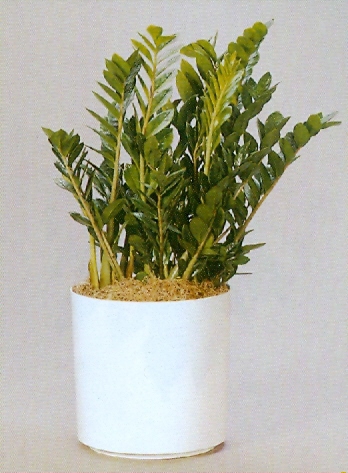 Sedgefield-Interior-Landscapes_Plant-Med-Light-15