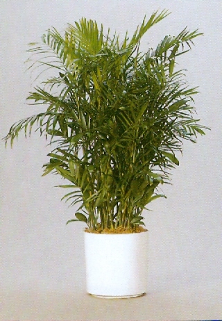 Sedgefield-Interior-Landscapes_Plant-Med-Light-2