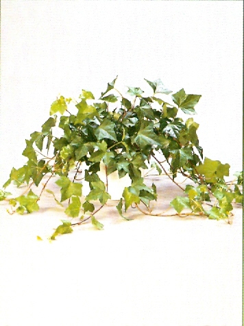 Sedgefield-Interior-Landscapes_Plant-Med-Light-3