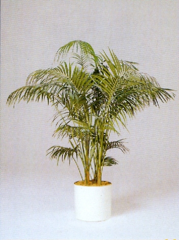 Sedgefield-Interior-Landscapes_Plant-Med-Light-5