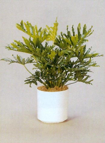 Sedgefield-Interior-Landscapes_Plant-Med-Light-6