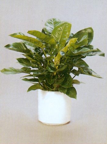 Sedgefield-Interior-Landscapes_Plant-Med-Light-7