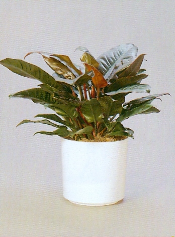 Sedgefield-Interior-Landscapes_Plant-Med-Light-8
