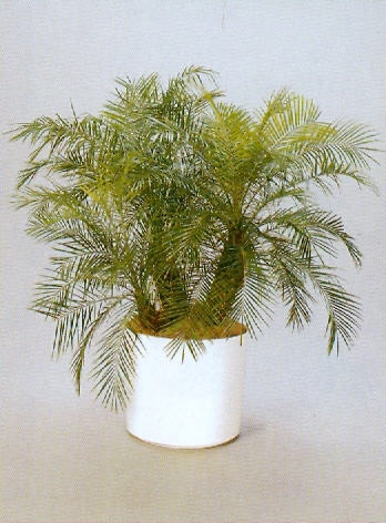 Sedgefield-Interior-Landscapes_Plant-Med-Light-9