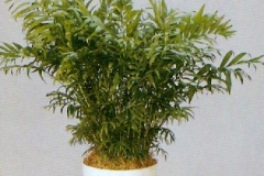 Sedgefield-Interior-Landscapes_Plant-Med-Light-1