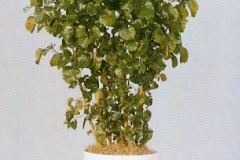 Sedgefield-Interior-Landscapes_Plant-Med-Light-10