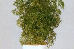 Sedgefield-Interior-Landscapes_Plant-Med-Light-11