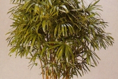 Sedgefield-Interior-Landscapes_Plant-Med-Light-12