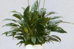Sedgefield-Interior-Landscapes_Plant-Med-Light-13