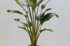 Sedgefield-Interior-Landscapes_Plant-Med-Light-14