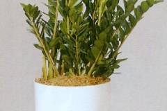 Sedgefield-Interior-Landscapes_Plant-Med-Light-15