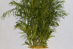 Sedgefield-Interior-Landscapes_Plant-Med-Light-2