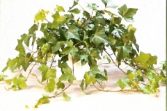Sedgefield-Interior-Landscapes_Plant-Med-Light-3