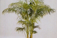 Sedgefield-Interior-Landscapes_Plant-Med-Light-5