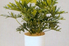 Sedgefield-Interior-Landscapes_Plant-Med-Light-6