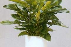 Sedgefield-Interior-Landscapes_Plant-Med-Light-7