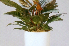 Sedgefield-Interior-Landscapes_Plant-Med-Light-8