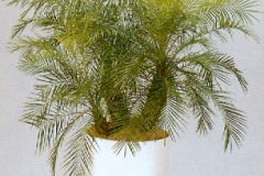 Sedgefield-Interior-Landscapes_Plant-Med-Light-9
